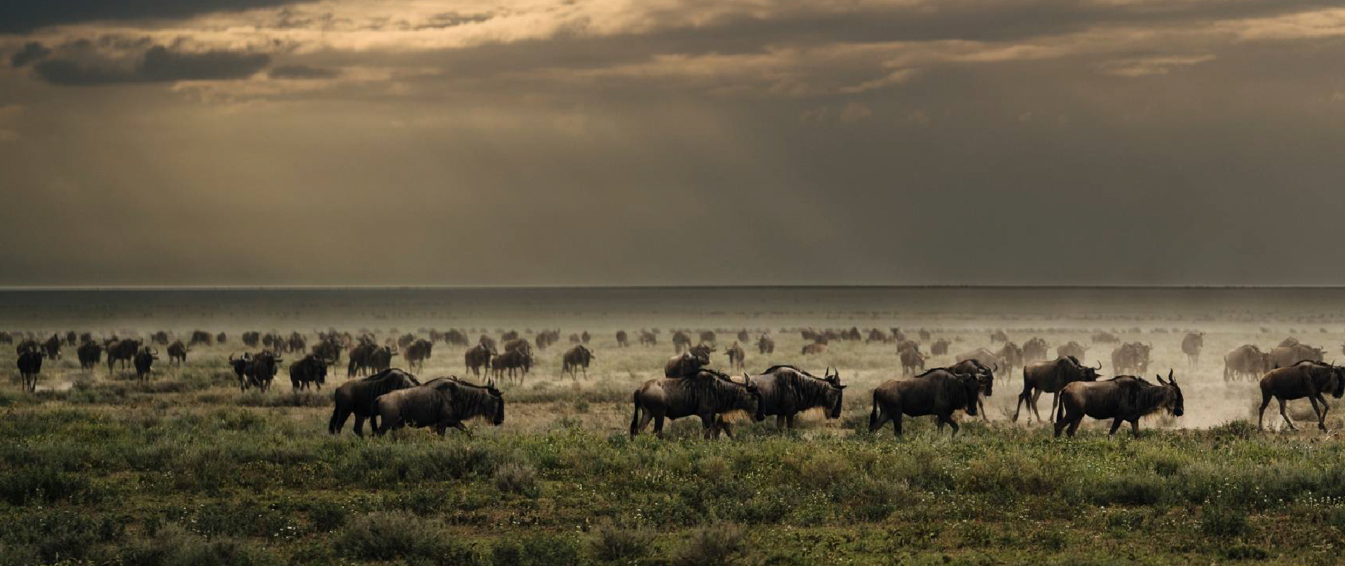 Aurari Camp  Luxury boutique hotel in Serengeti National Park