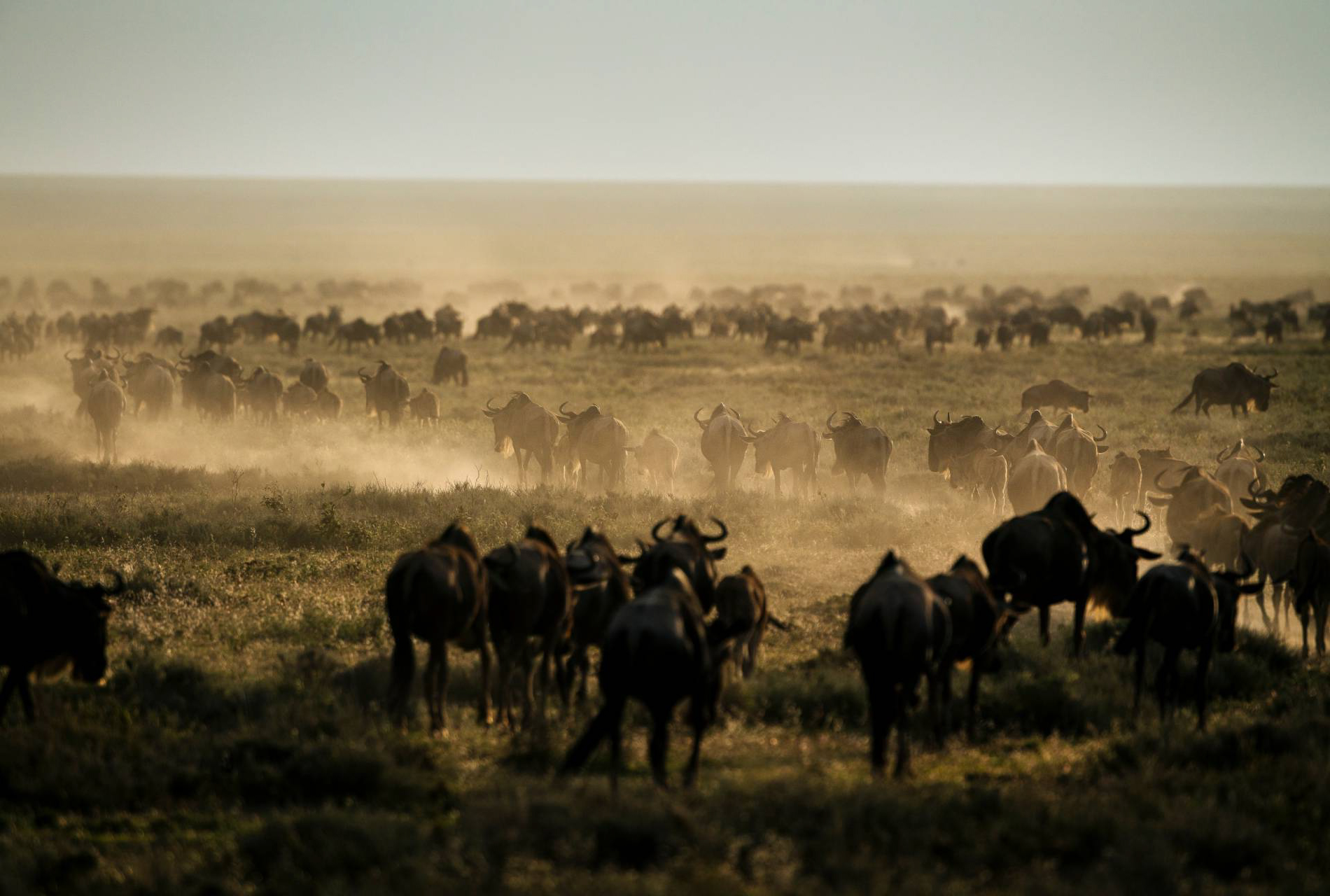 Wildebeest Migration