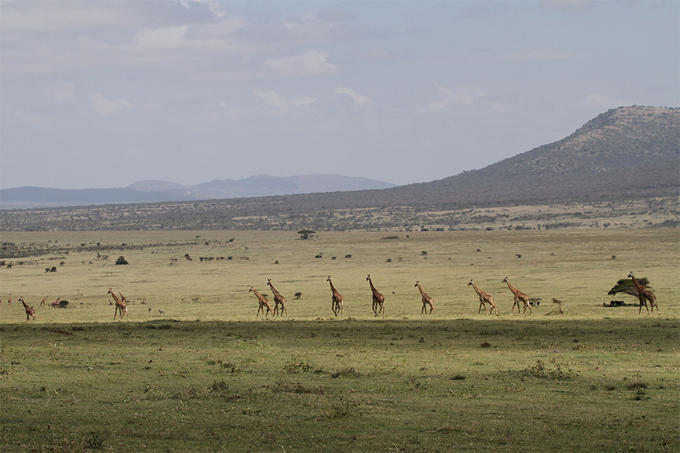 5 Common Misconceptions about the Serengeti