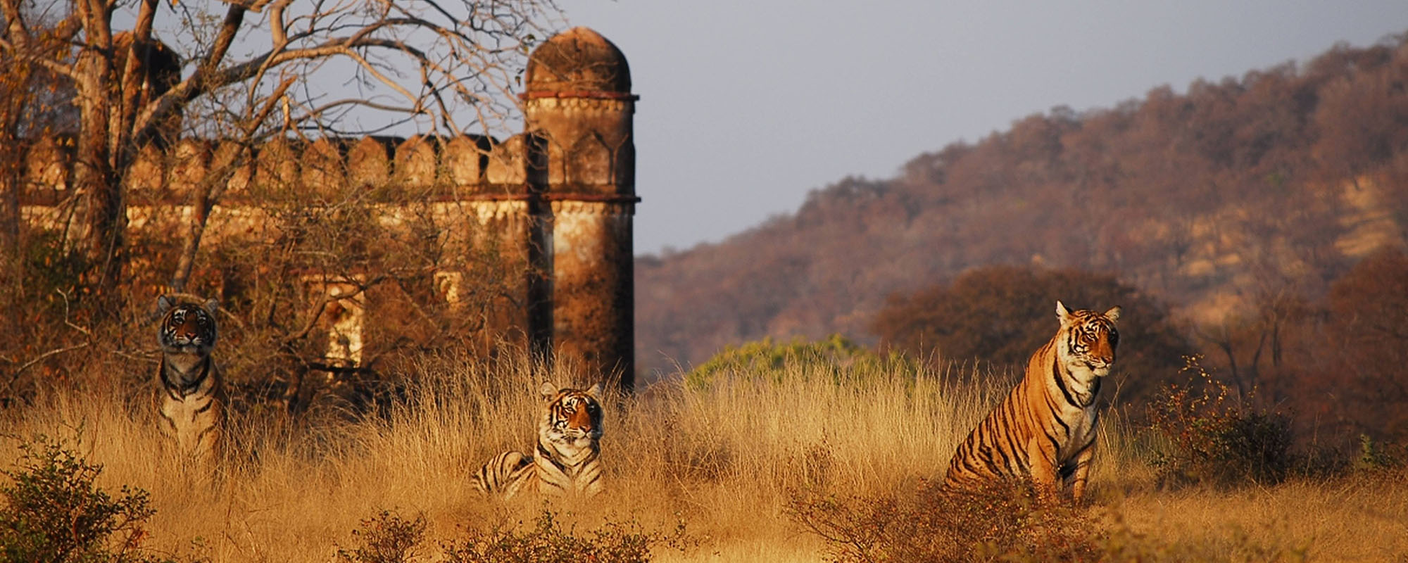 indian safari holidays