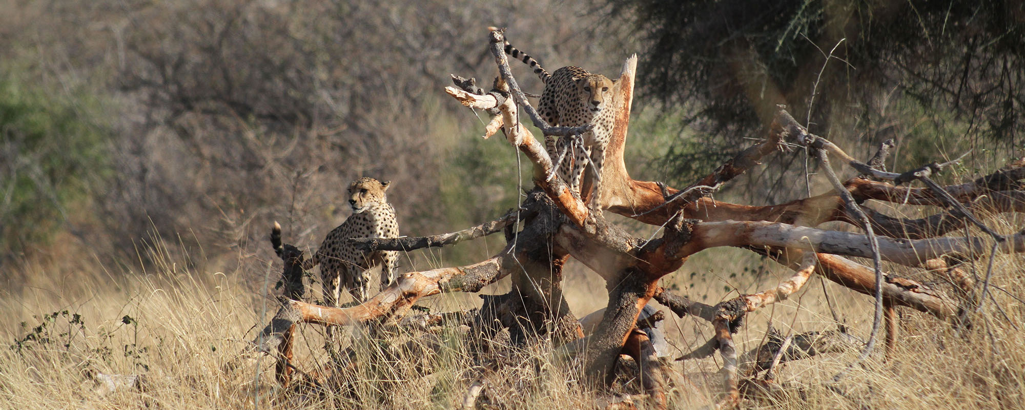 safari holidays in kenya