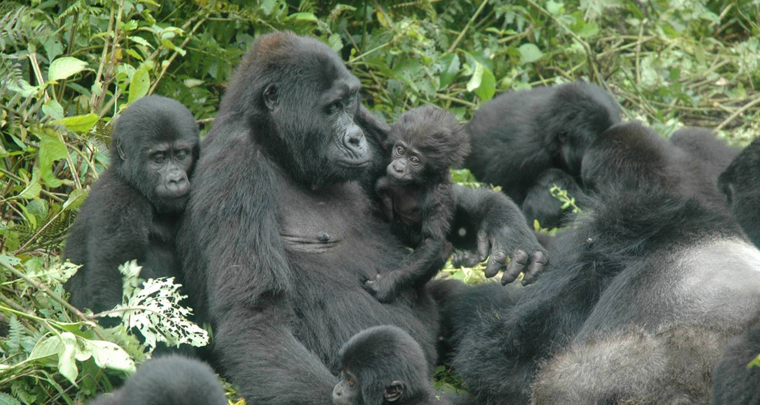 Uganda Safari