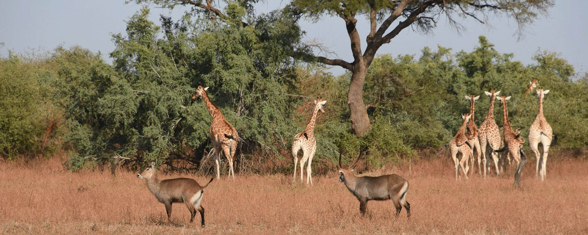 zakouma national park safari