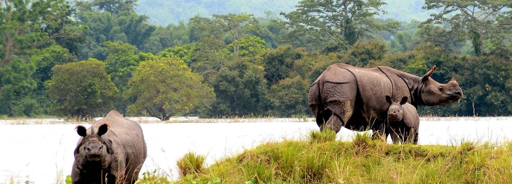 Tracking rhino with elephants in Kaziranga | Natural High Safaris