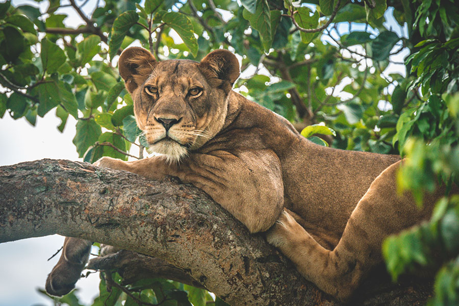 Africa’s Big Cats