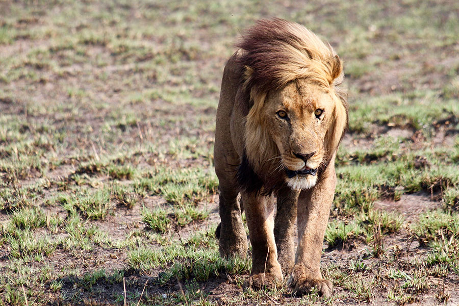 Africa’s Big Cats