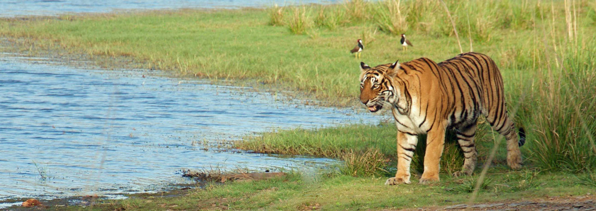 Top 174 + Which animal is protected in kaziranga national park ...