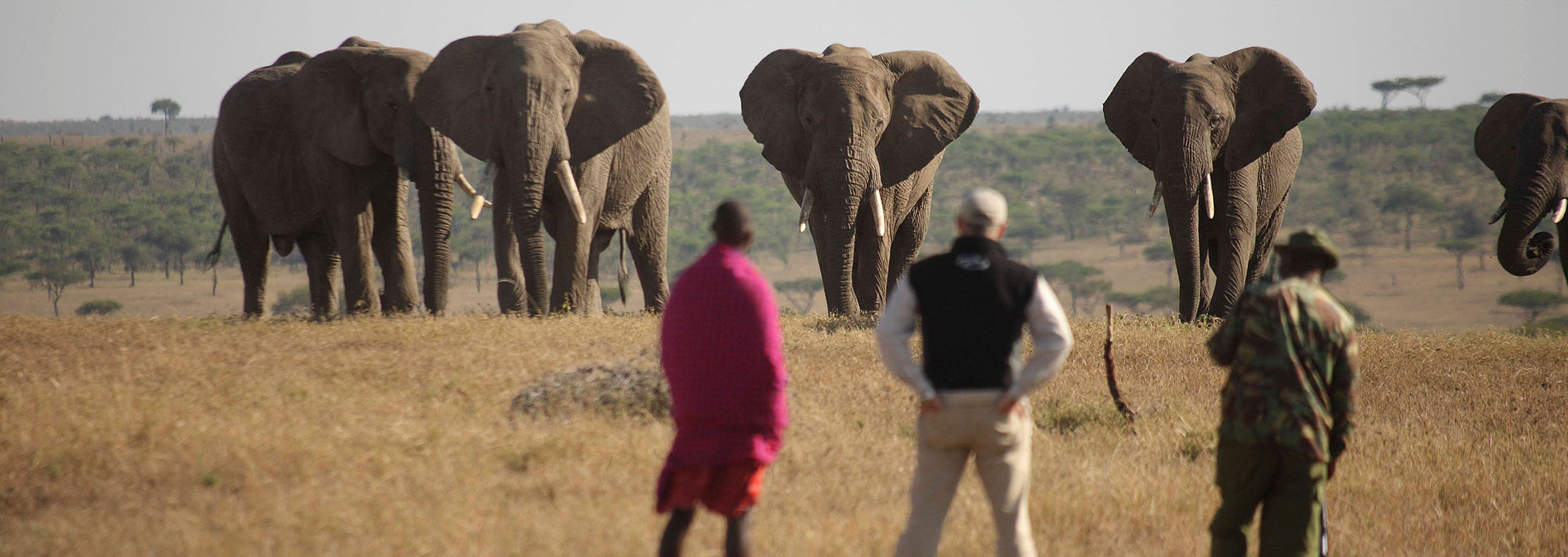 safari kenya saison