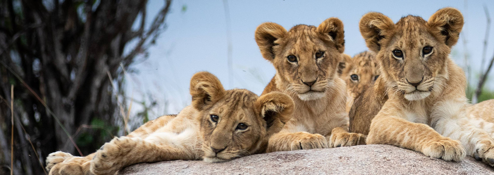 serengeti lion safari antalya