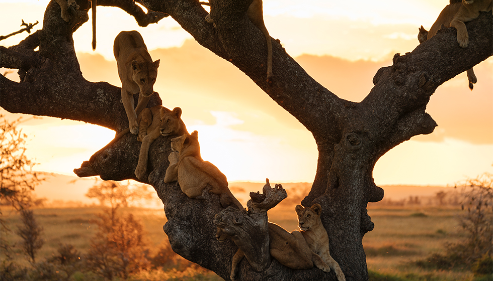 serengeti lion safari antalya