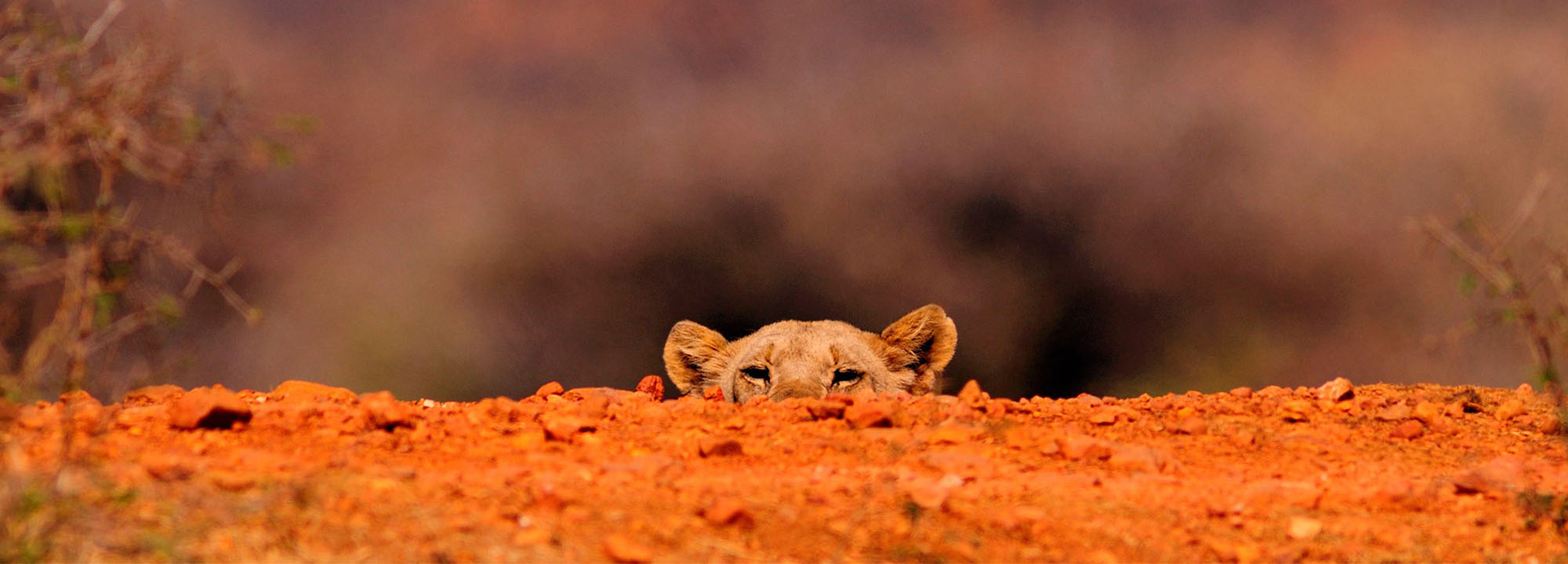 Madikwe Game Reserve