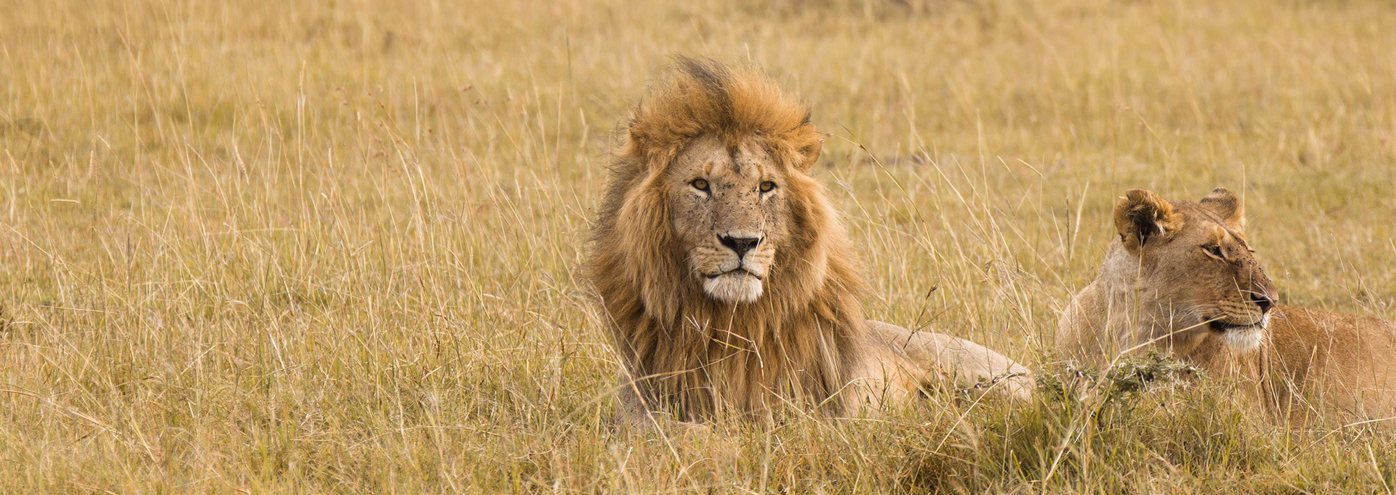 safari in kenya africa