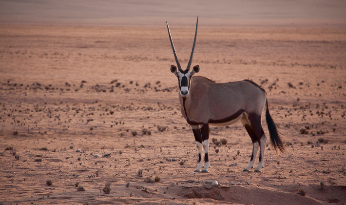 flying safari namibia