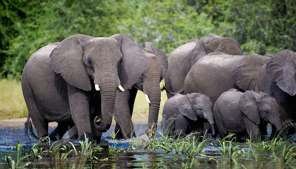 botswana family safari holidays