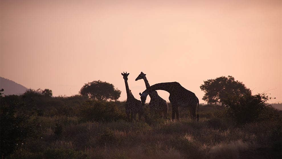 safari travel agency