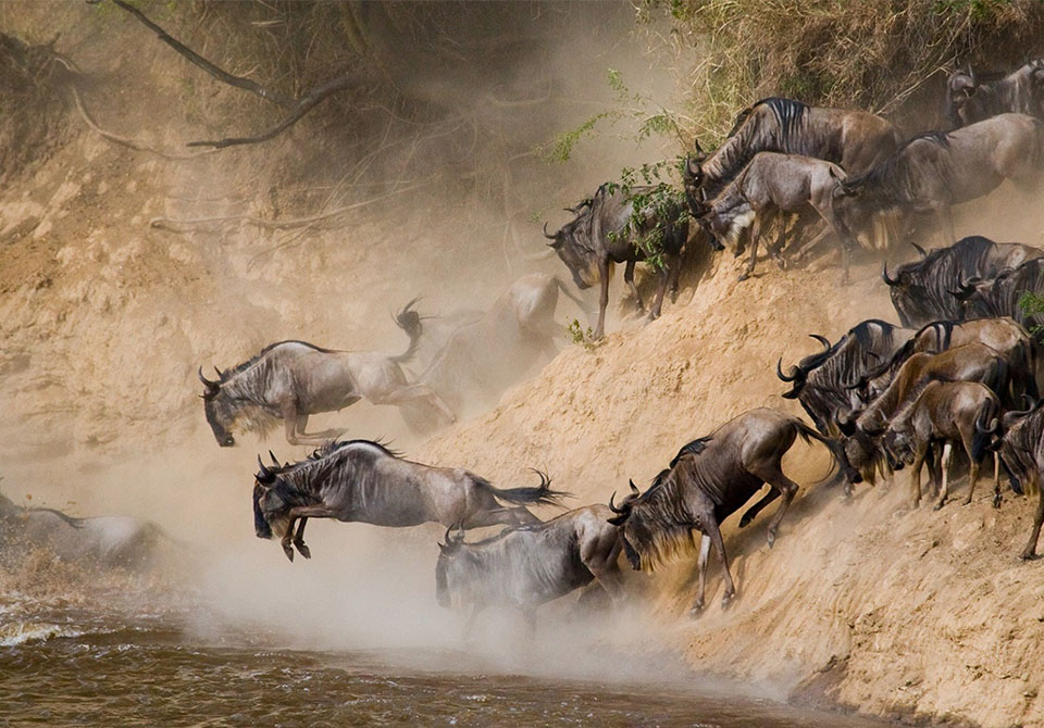 serengeti lion safari antalya