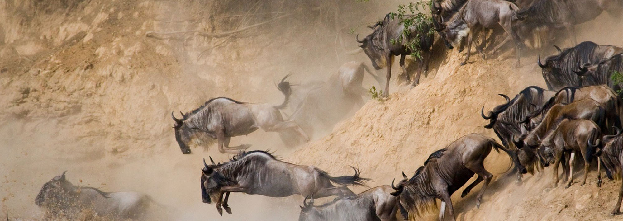 The Wildebeest Migration From Seasonal Camps Natural High Safaris