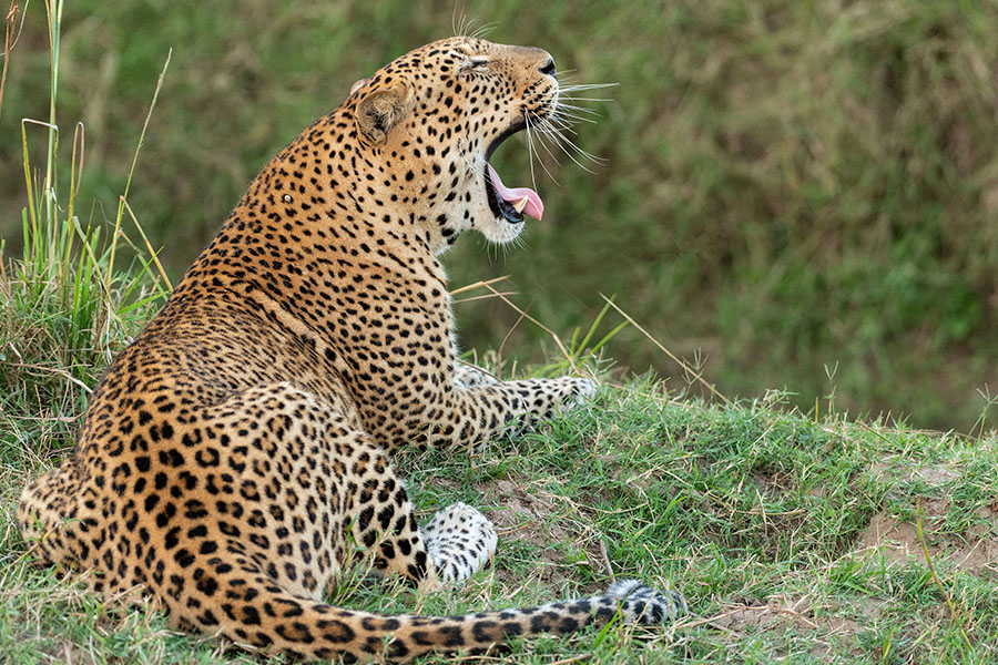 Africa's Big Cats Bespoke African Big Cat Safaris Natural High