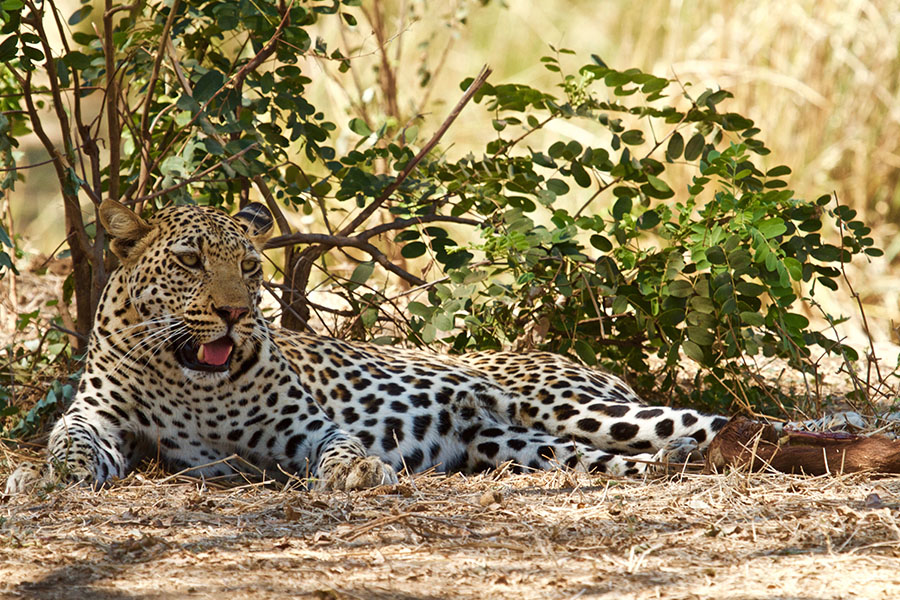 Africa's Big Cats Bespoke African Big Cat Safaris Natural High