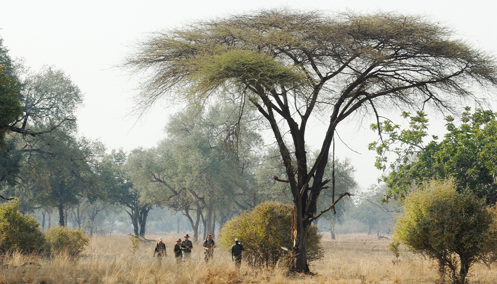 safaris en zambia