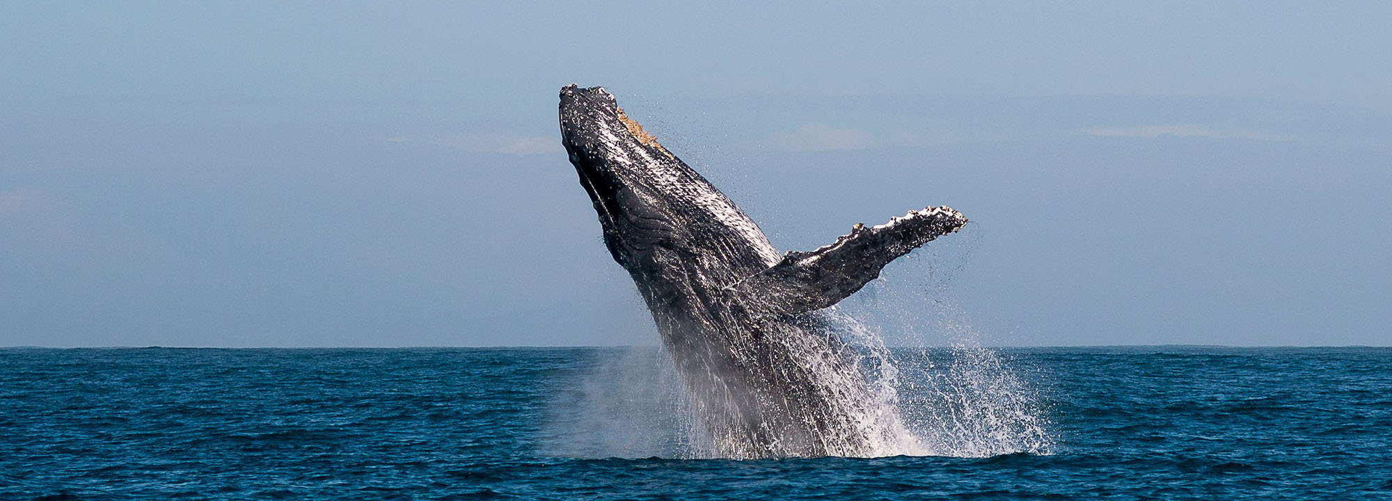 marine safari mozambique