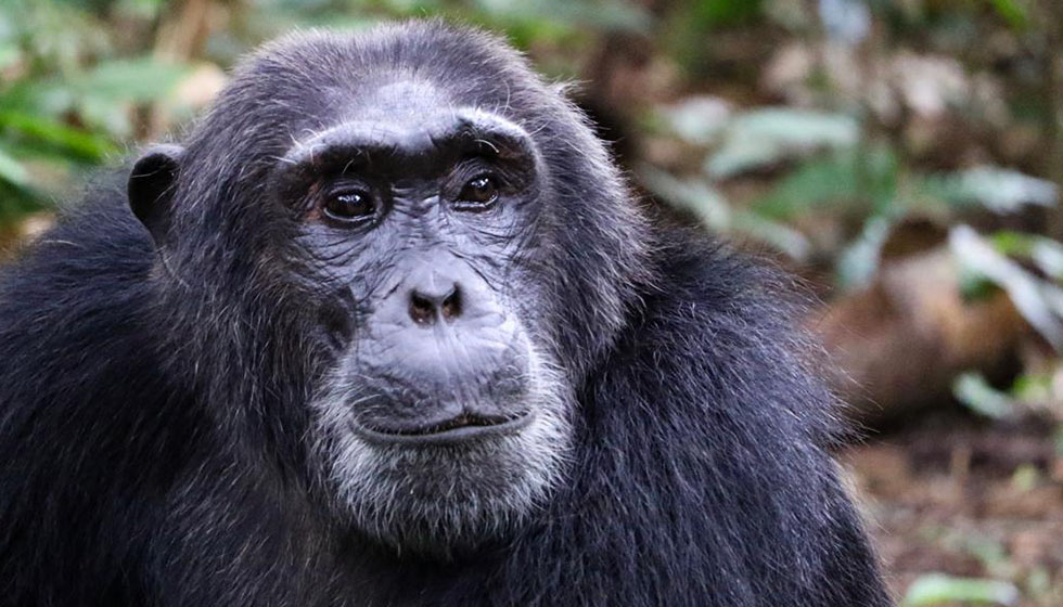 African Great Apes Chimpanzee Gorilla Trekking Holidays Natural High African Great Apes Chimpanzee Gorilla Trekking Holidays Natural High