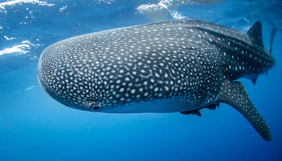 marine safari mozambique