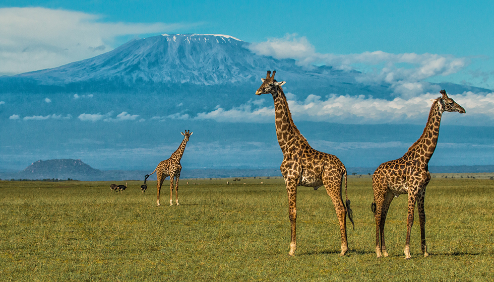 safari in kenya africa