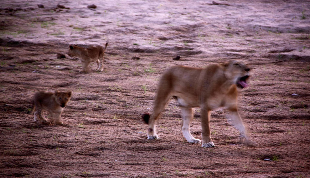 safari of lions