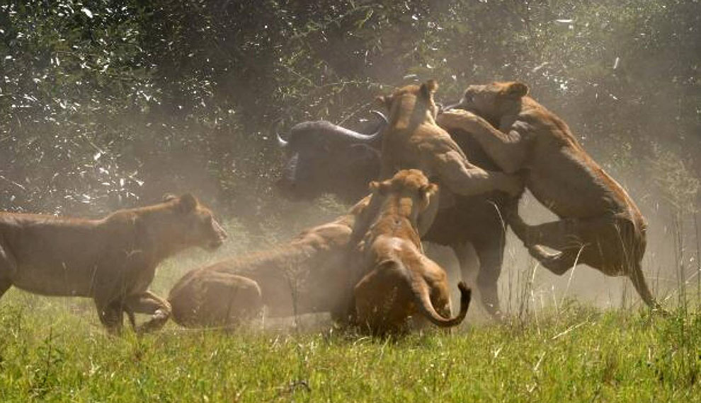 safari of lions