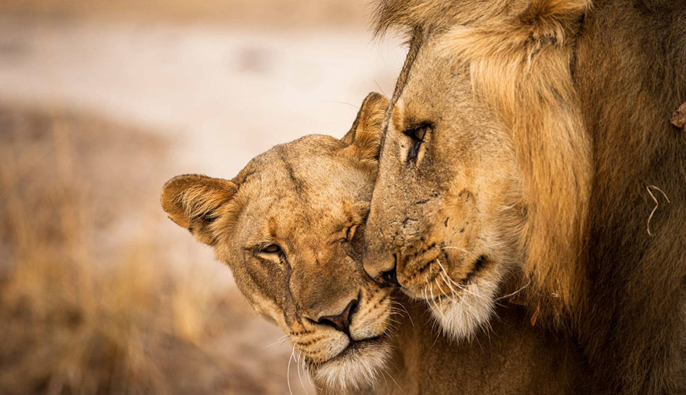 safari of lions