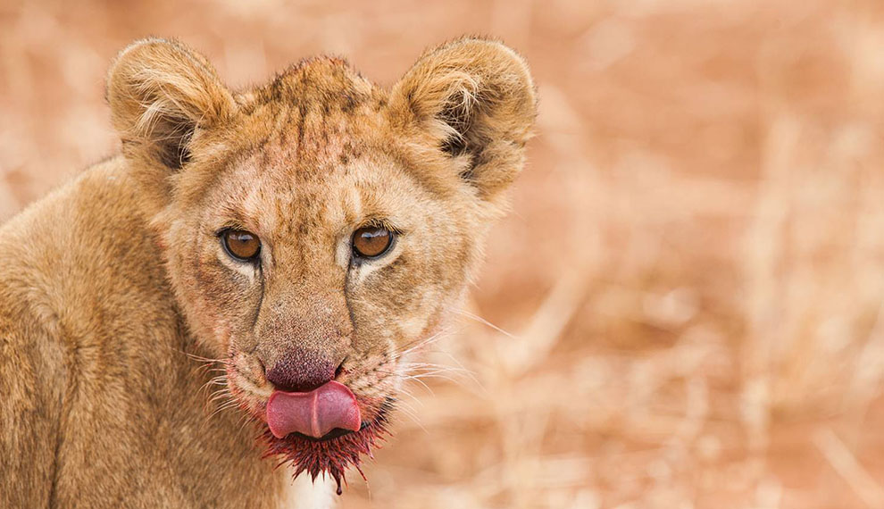 safari of lions