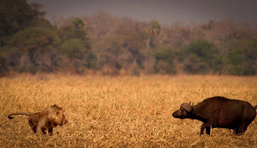 safari of lions