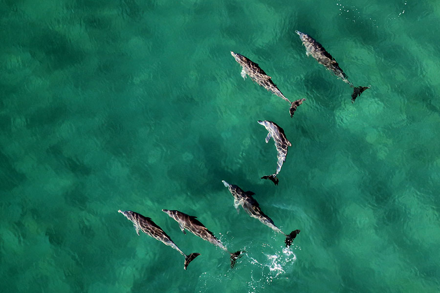 marine safari mozambique