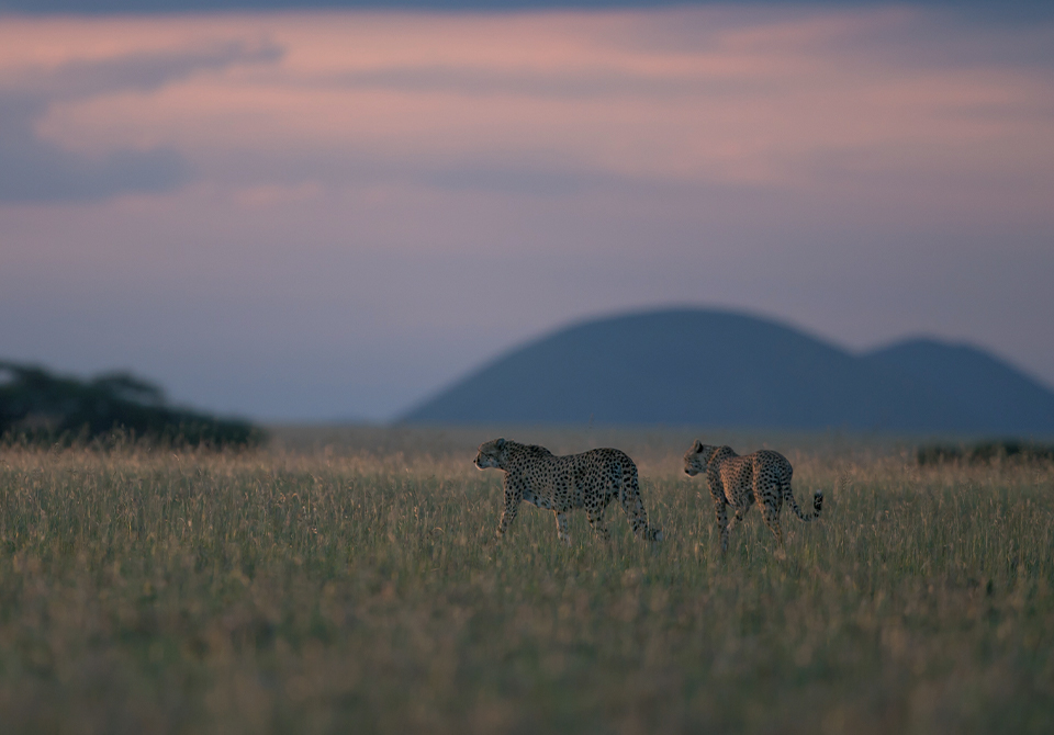 safari kenya saison