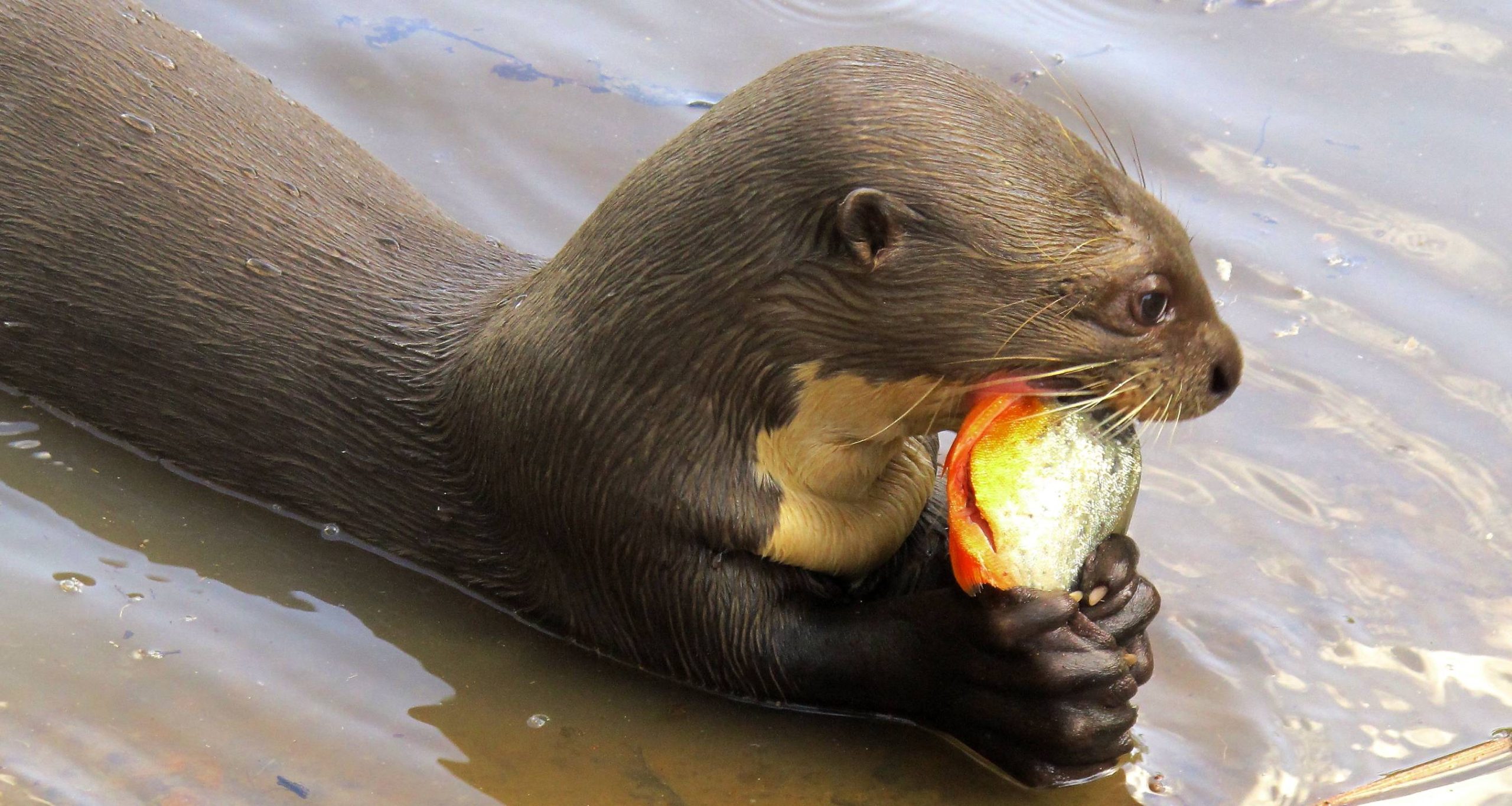 Giant River Otter Guyana
